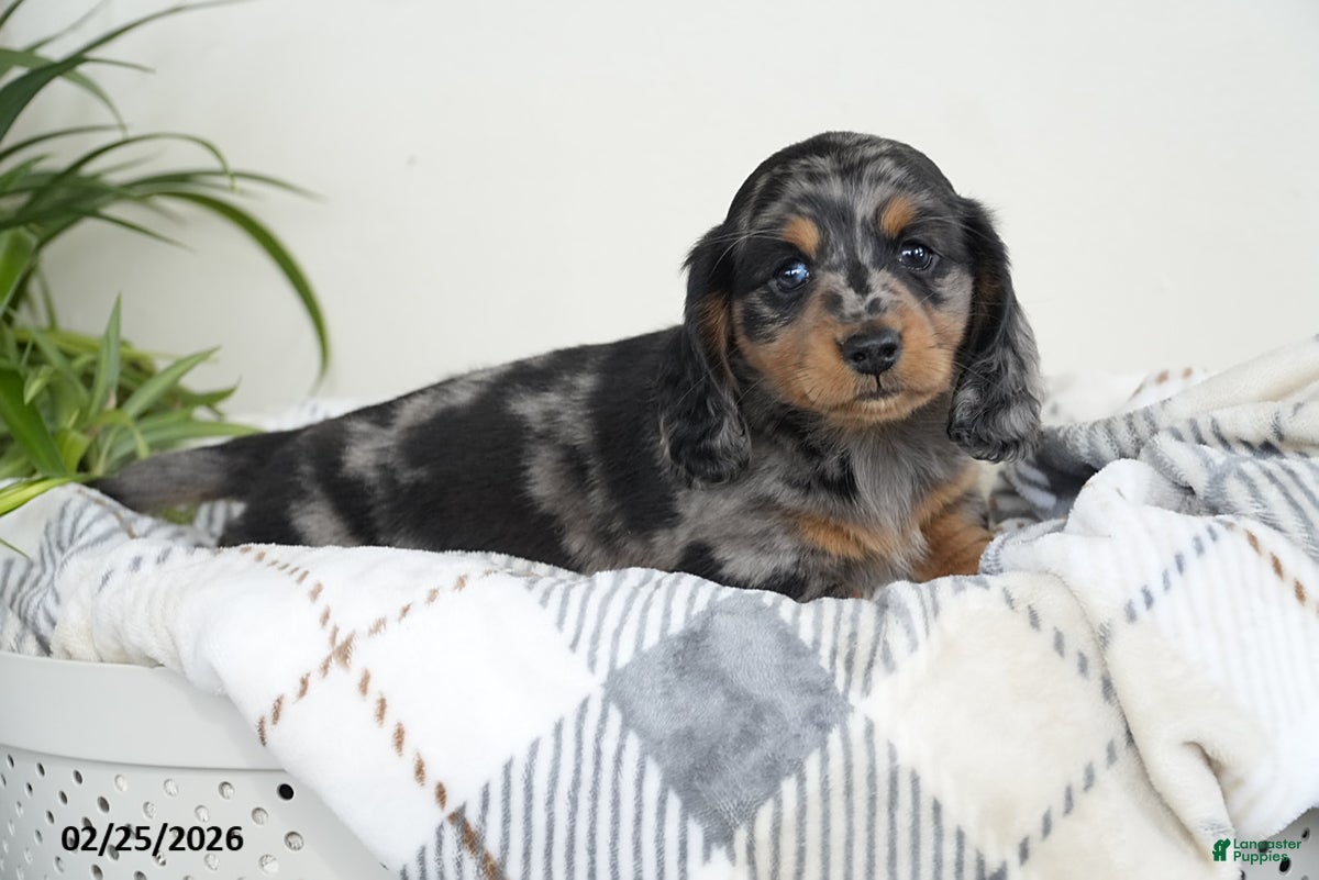 Miniature Dachshund dogs Captain - Ad 1