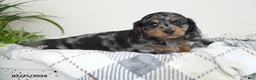 Miniature Dachshund dogs for sale: Captain - Ad 1