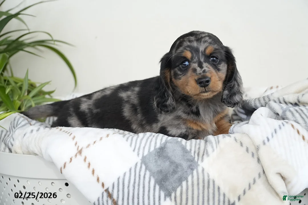 Miniature Dachshund dogs for sale: Captain - Ad 1