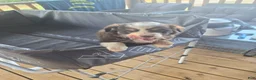 Toy Australian Shepherd dogs for sale: Toy Australian Shepherd 1 - Ad 7