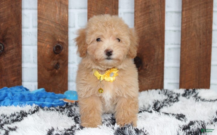 Bichpoo dogs Rowan - Ad 4