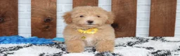 Bichpoo dogs for sale: Rowan - Ad 2