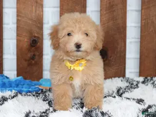 Bichpoo dogs Rowan - Ad 4