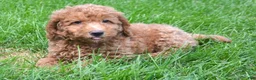 Mini Goldendoodle dogs for sale: Duncan Mini Goldendoodle 1 - Ad 2