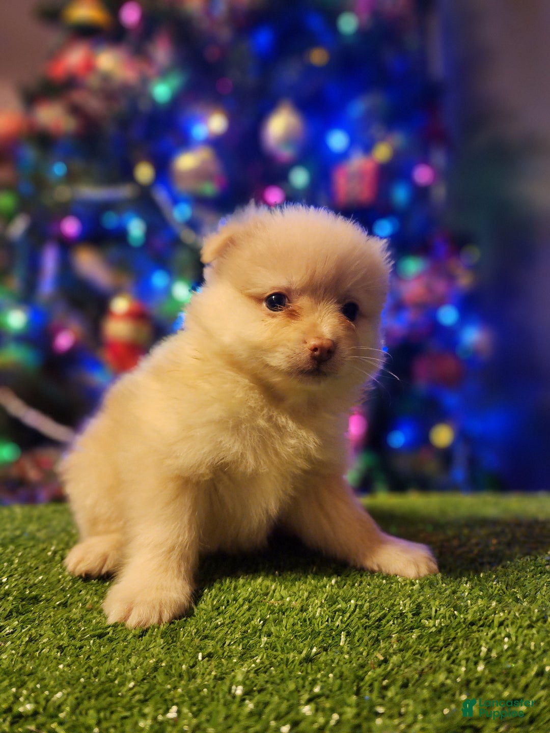 Pomeranian dogs for sale: Toby - Ad 10