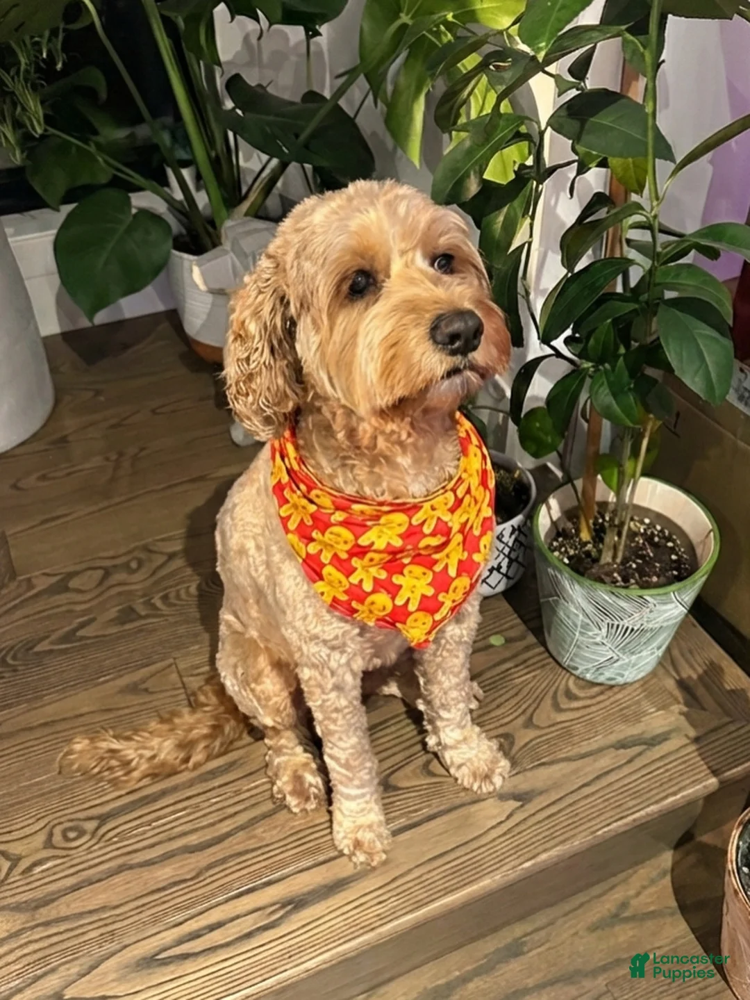 Mixed Breed dogs for sale: Fiyero - Ad 3