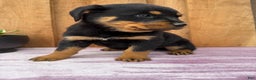 Rottweiler dogs for sale: Raven - Ad 7