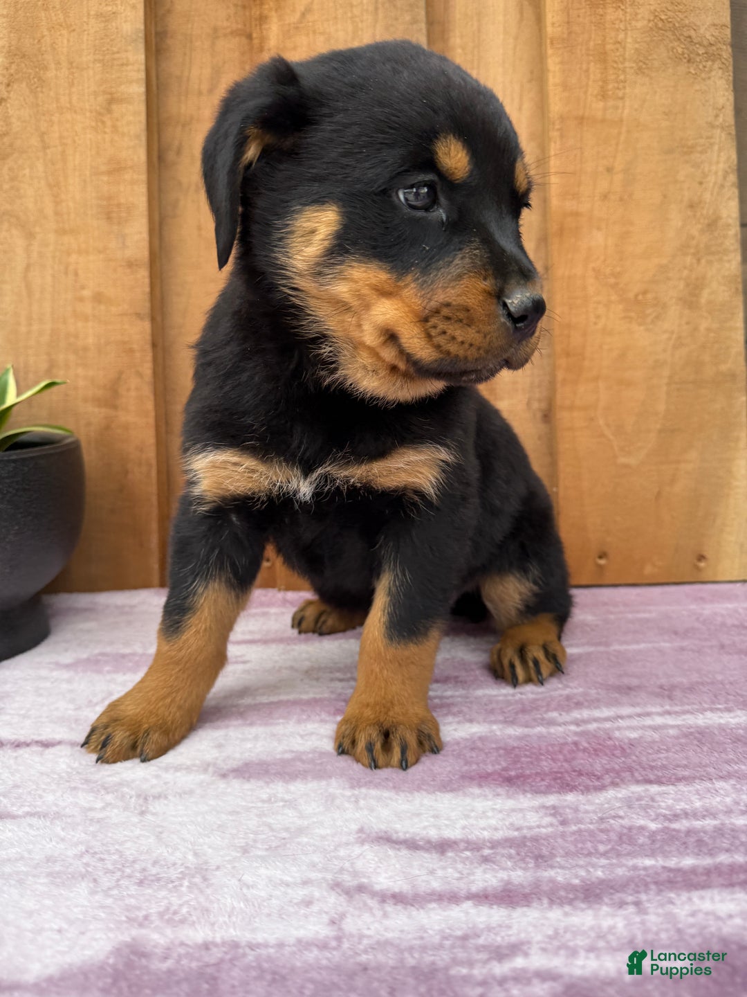 Rottweiler dogs for sale: Raven - Ad 7