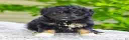 Mini Aussiedoodle dogs for sale: Vanessa - Ad 3