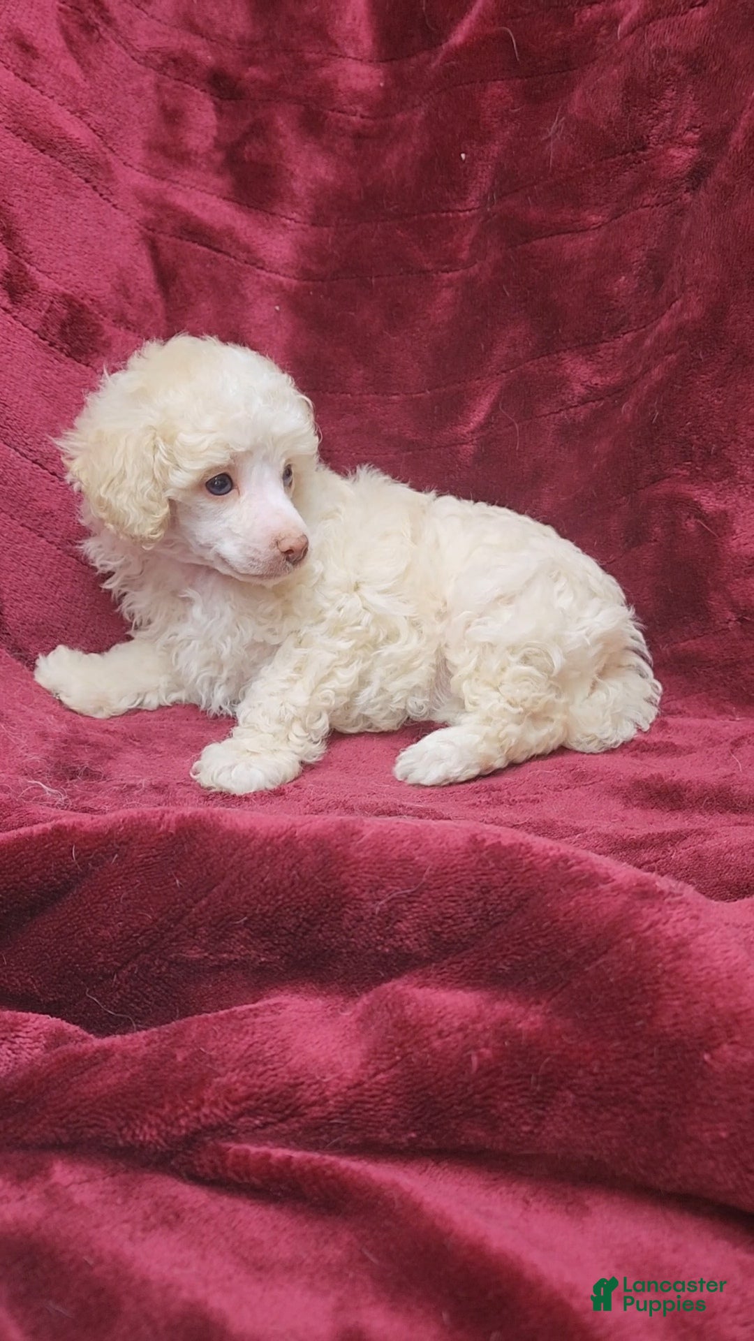 Miniature Poodle dogs AkC Cream Boy - Ad 2