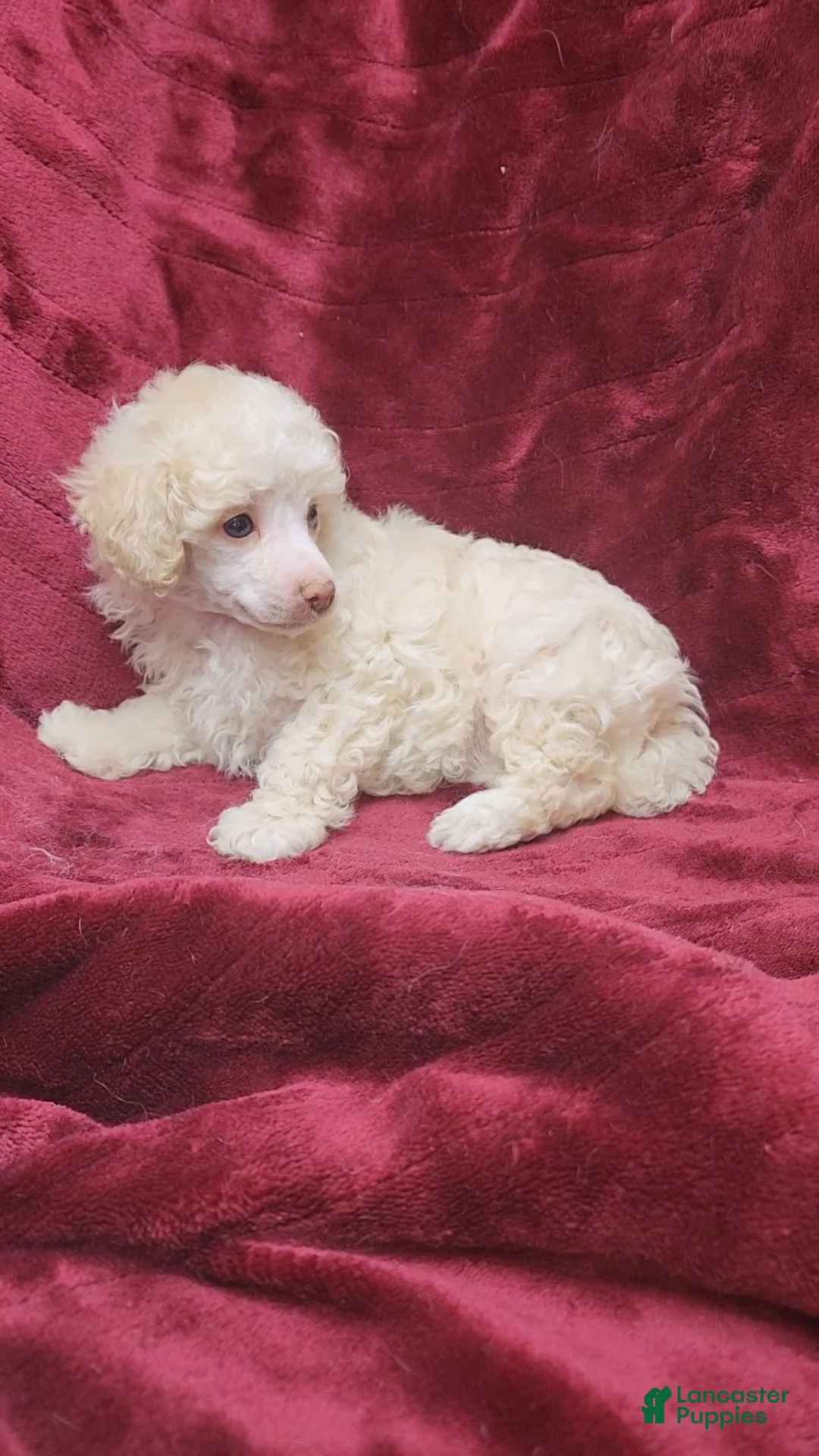Miniature Poodle dogs for sale: AkC Cream Boy - Ad 2