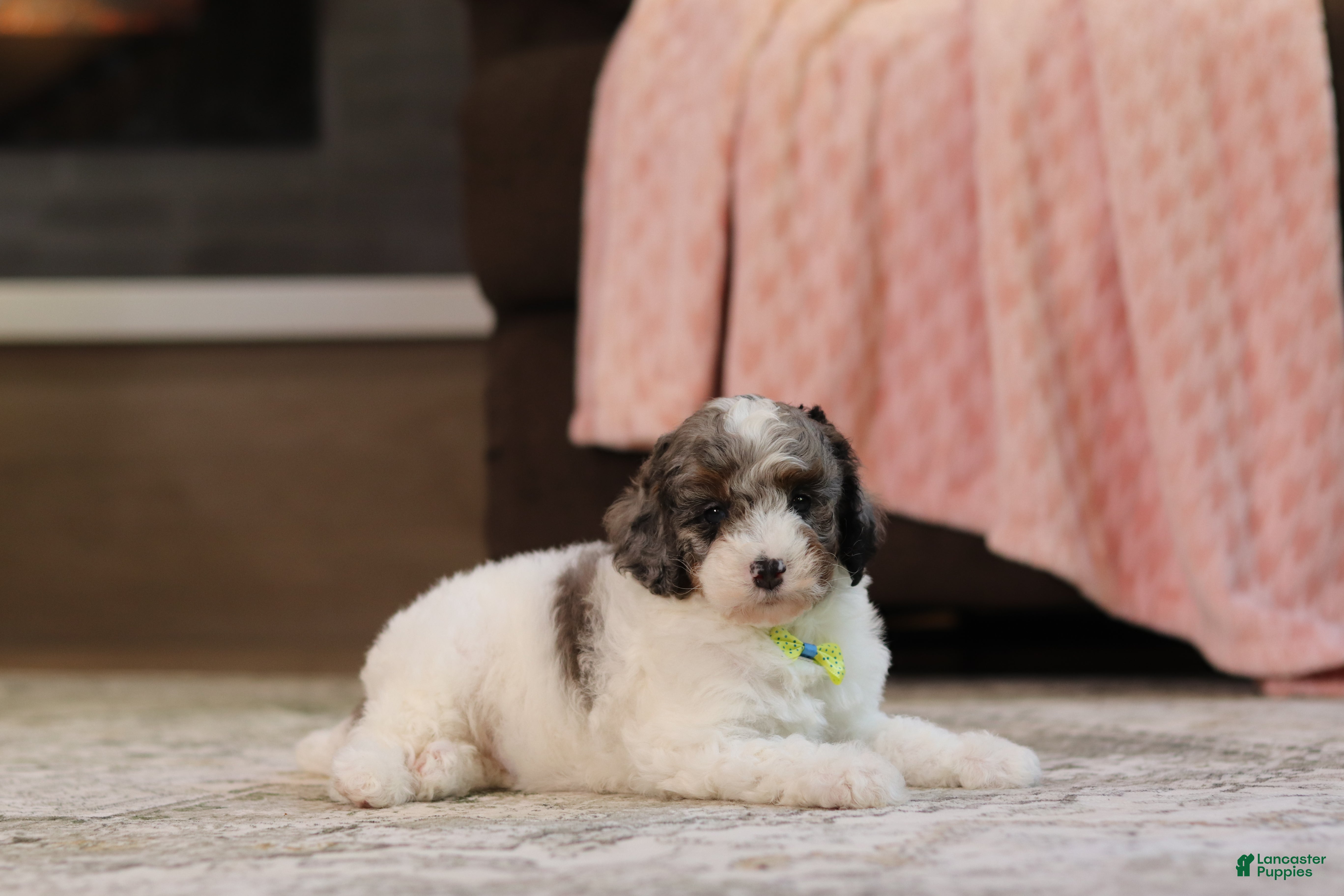 Miniature Poodle dogs Jett (AKC) - Ad 2