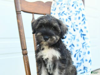 Miniature Schnauzer dogs - Ad 17