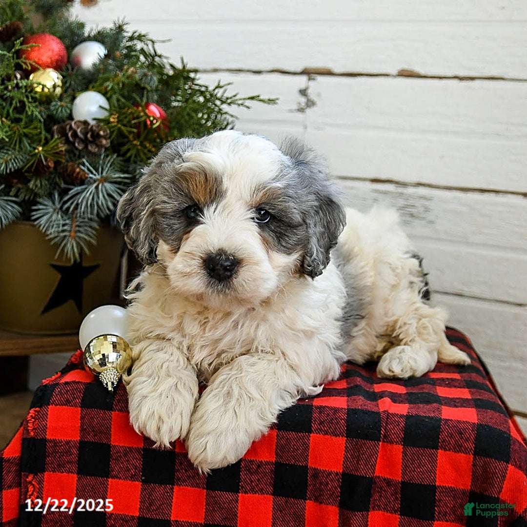 Mini Bernedoodle dogs for sale: Waffles - Ad 2
