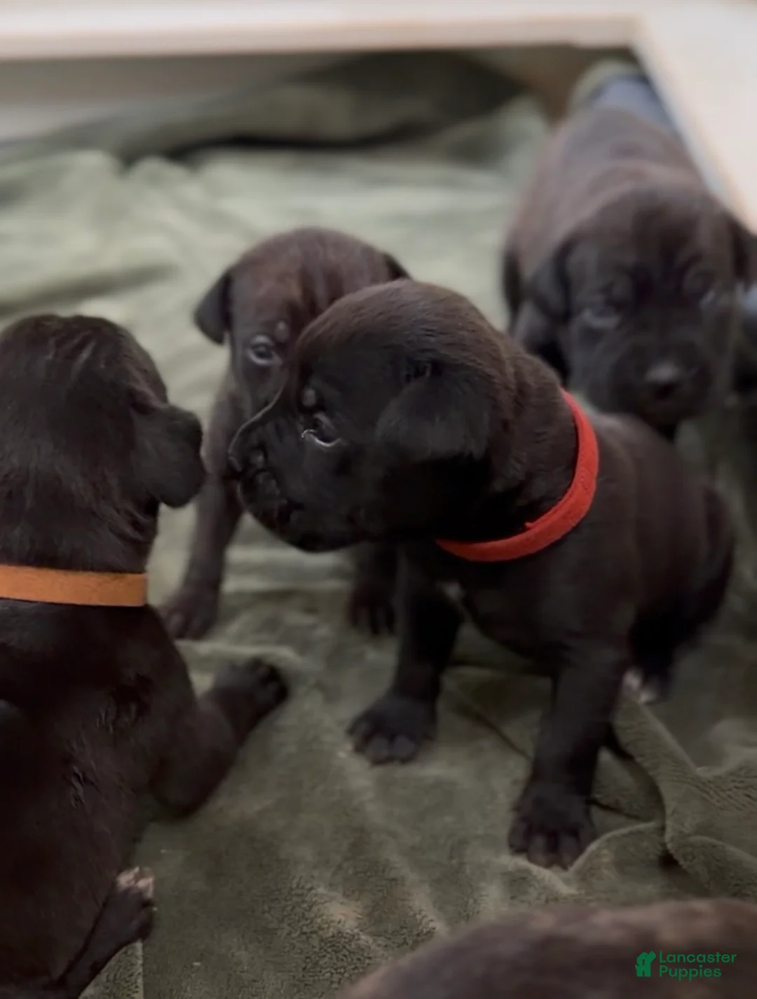 Cane Corso dogs for sale: Red Collar - Ad 1