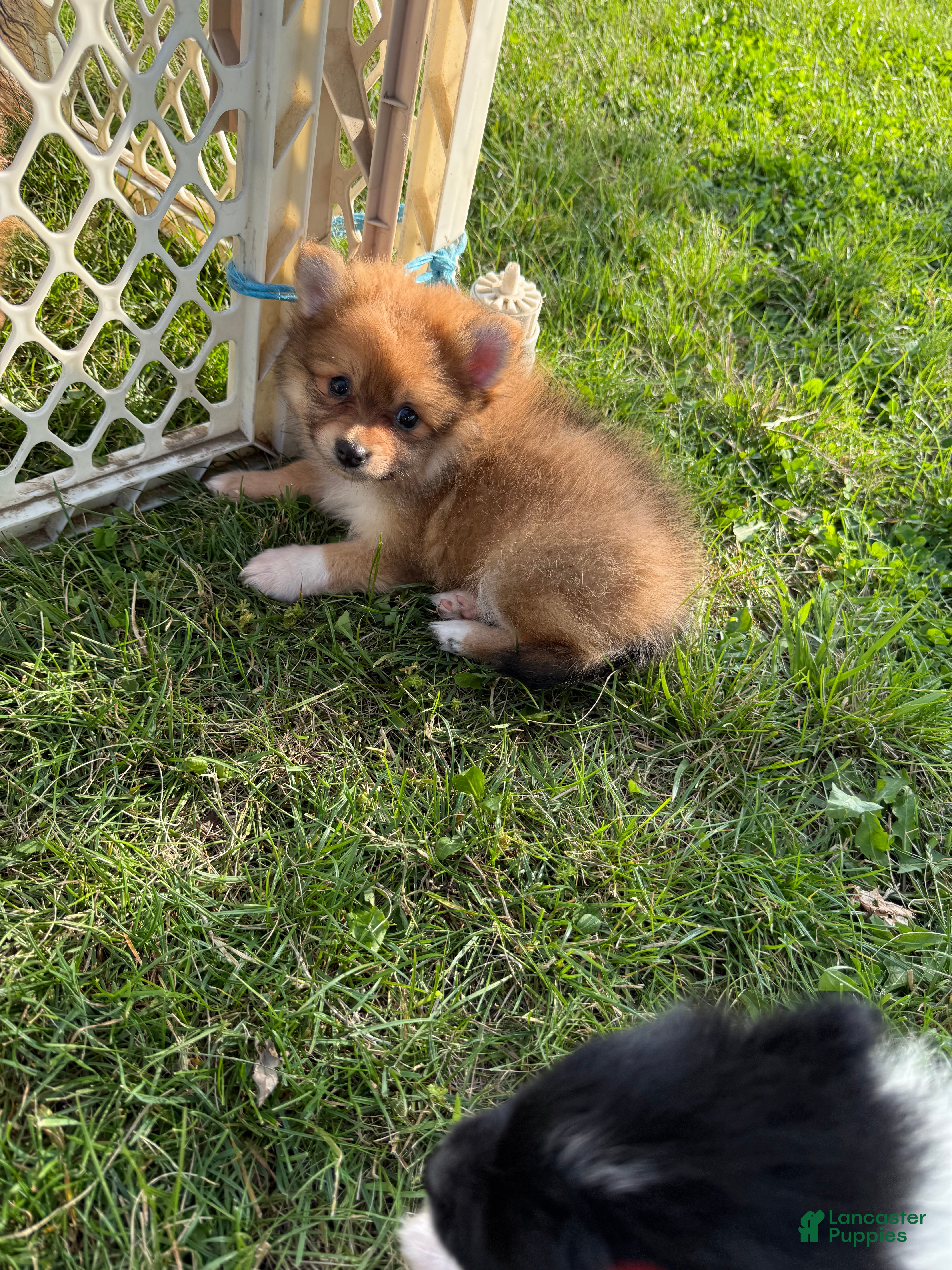 Pomeranian dogs Bambi - Ad 2
