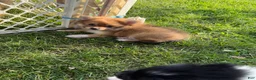 Pomeranian dogs for sale: Bambi - Ad 2