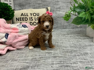 Miniature Poodle dogs - Ad 29