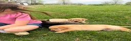 Labrador Retriever dogs for sale: Labrador Retriever Puppy 2 - Ad 16