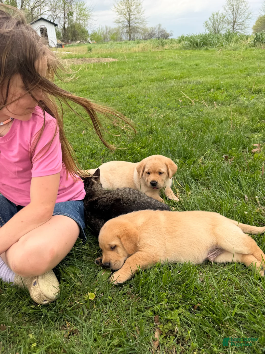 Labrador Retriever dogs for sale: Labrador Retriever Puppy 2 - Ad 16