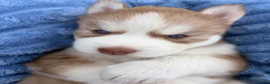 Utred