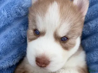 Siberian Husky dogs for sale: Utred - Ad 3