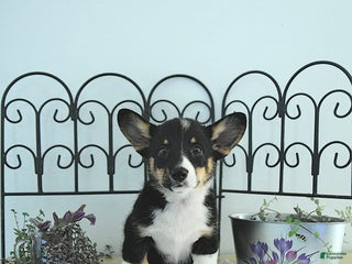 Welsh Corgi Pembroke dogs - Ad 35