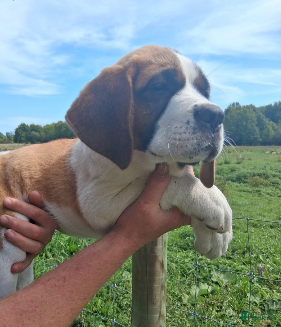 Saint Bernard dogs Peaches  - Ad 2