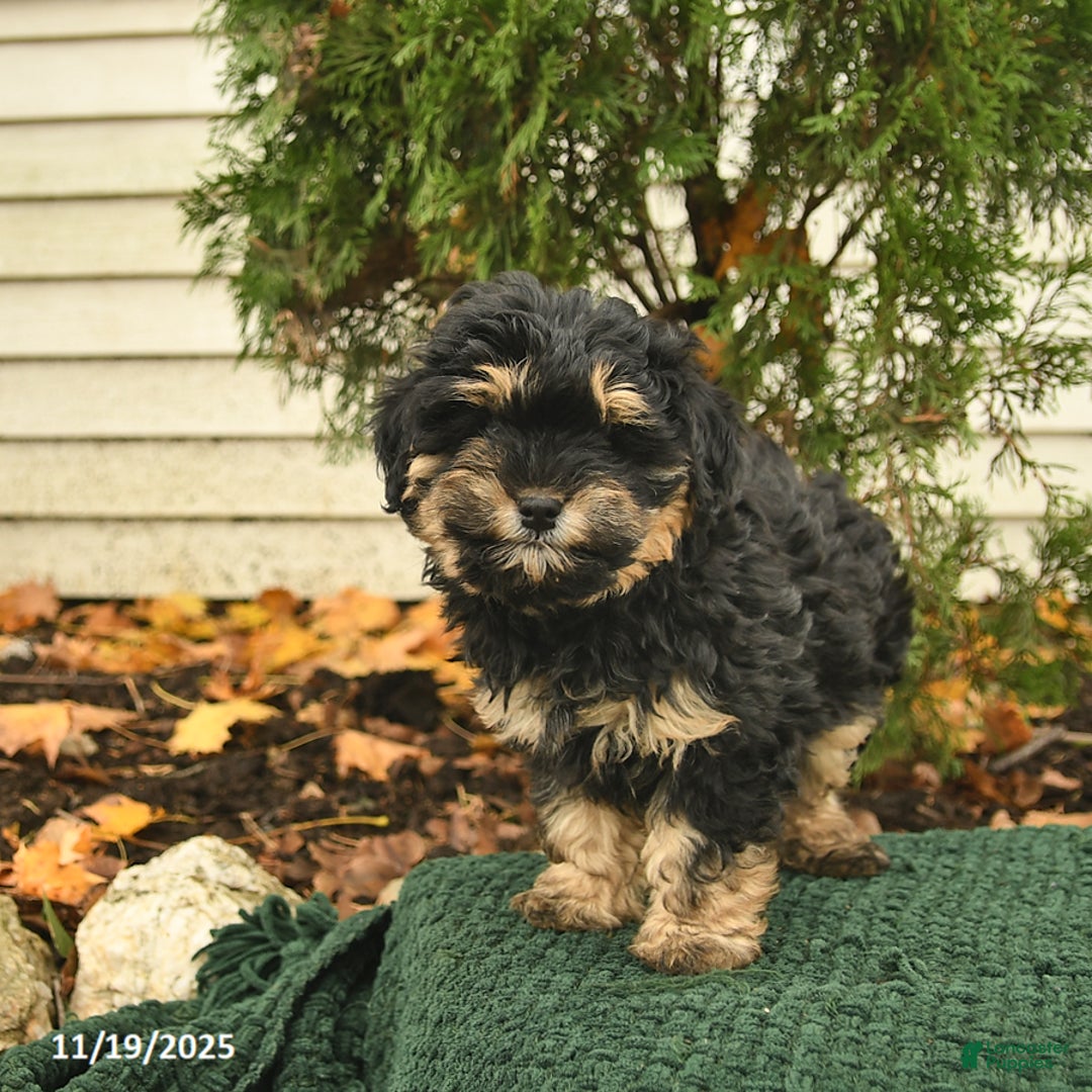 Mixed Breed dogs for sale: Ceder  - Ad 4