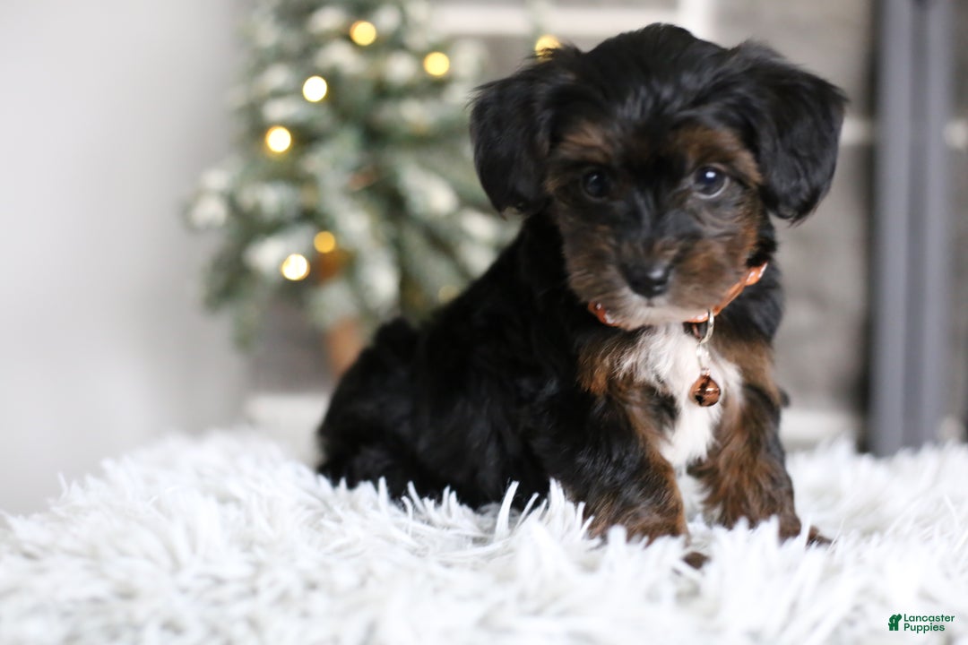 Yorkiepoo dogs for sale: Emmitt - Ad 11
