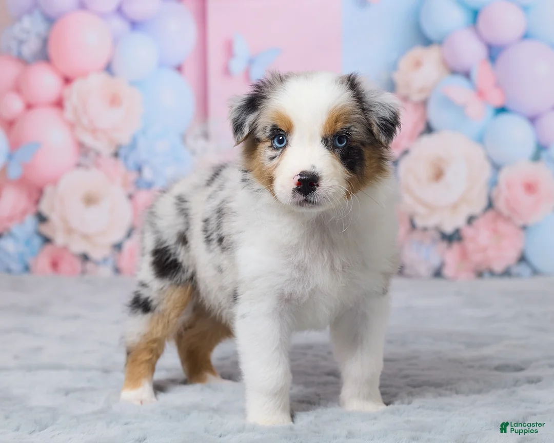 Australian Shepherd dogs for sale: Max - Ad 2