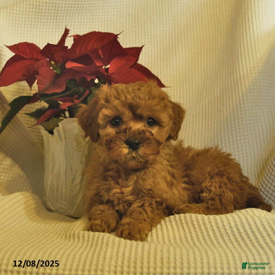 Cavapoo dogs Arthur  - Ad 3