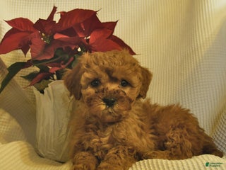 Cavapoo dogs for sale: Arthur - Ad 1