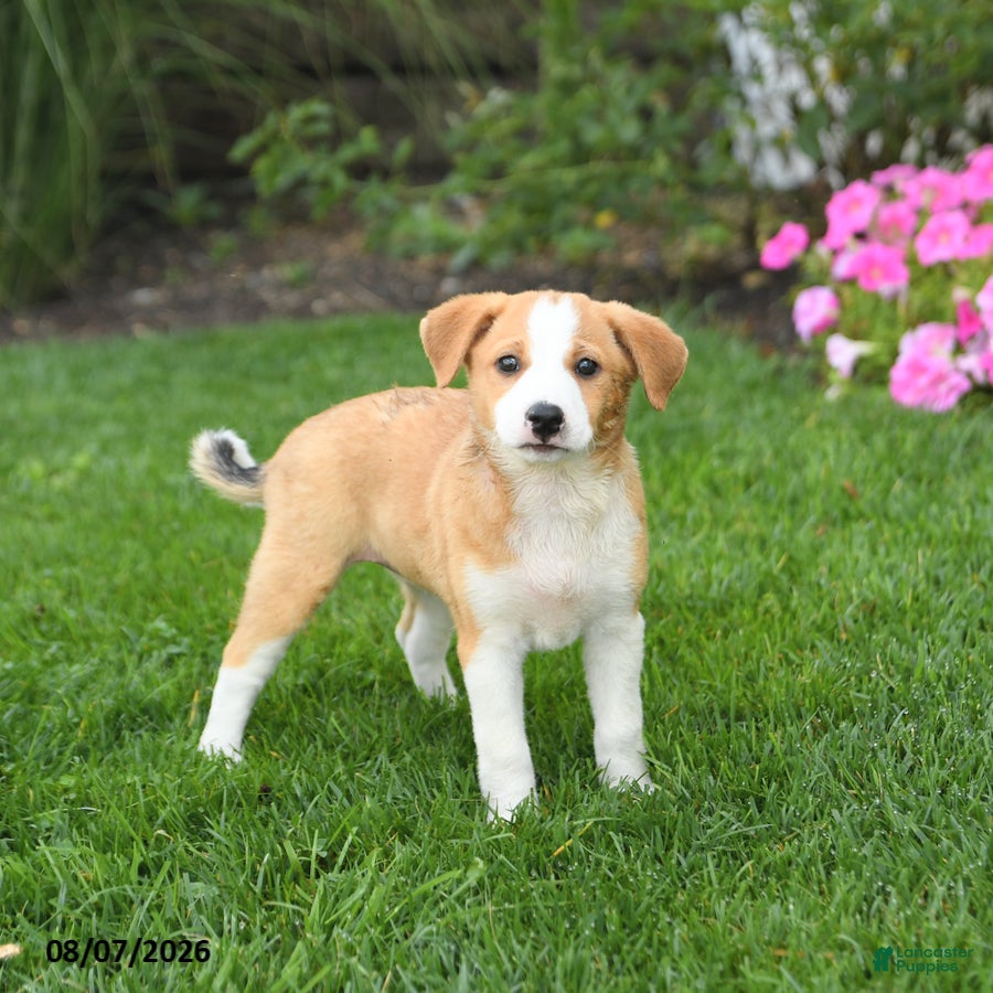 Mixed Breed dogs Flora   - Ad 2
