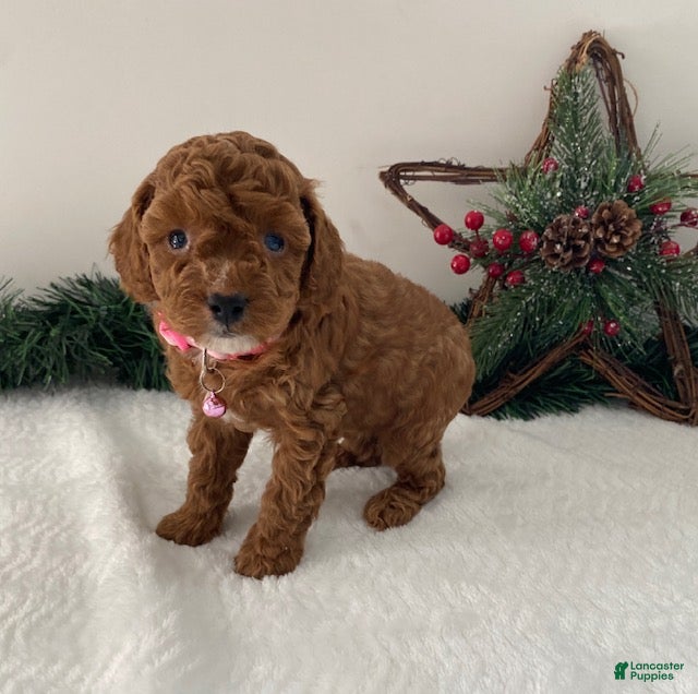 Toy Poodle dogs Tina - Ad 13