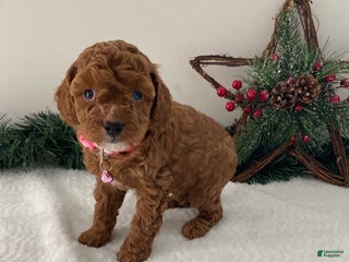 Toy Poodle dogs Tina - Ad 13