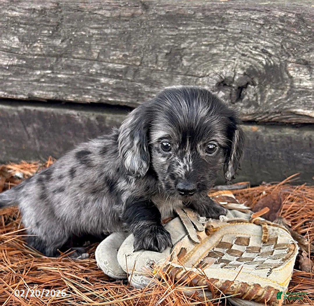 Miniature Dachshund dogs for sale: Ollie - Ad 3