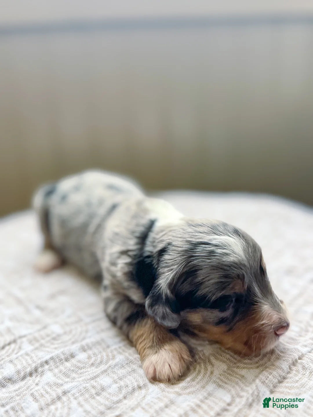 Mini Bernedoodle dogs for sale: Goldie  - Ad 2