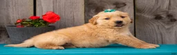 Golden Retriever dogs for sale: Theo - Ad 4