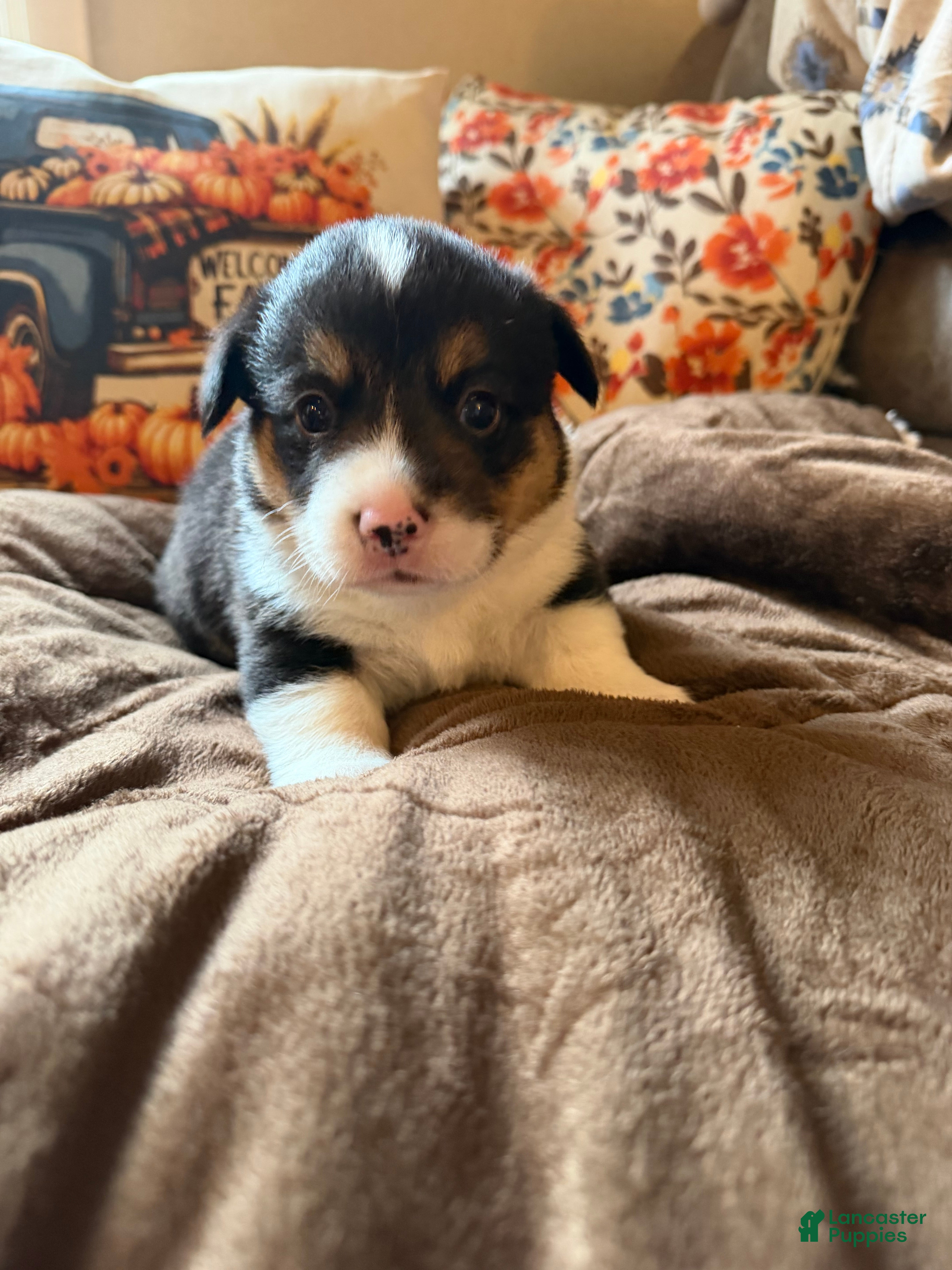Mixed Breed dogs Mater - Ad 32