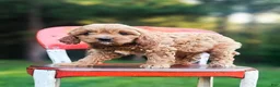 Cavapoo dogs for sale: Jack - Ad 2