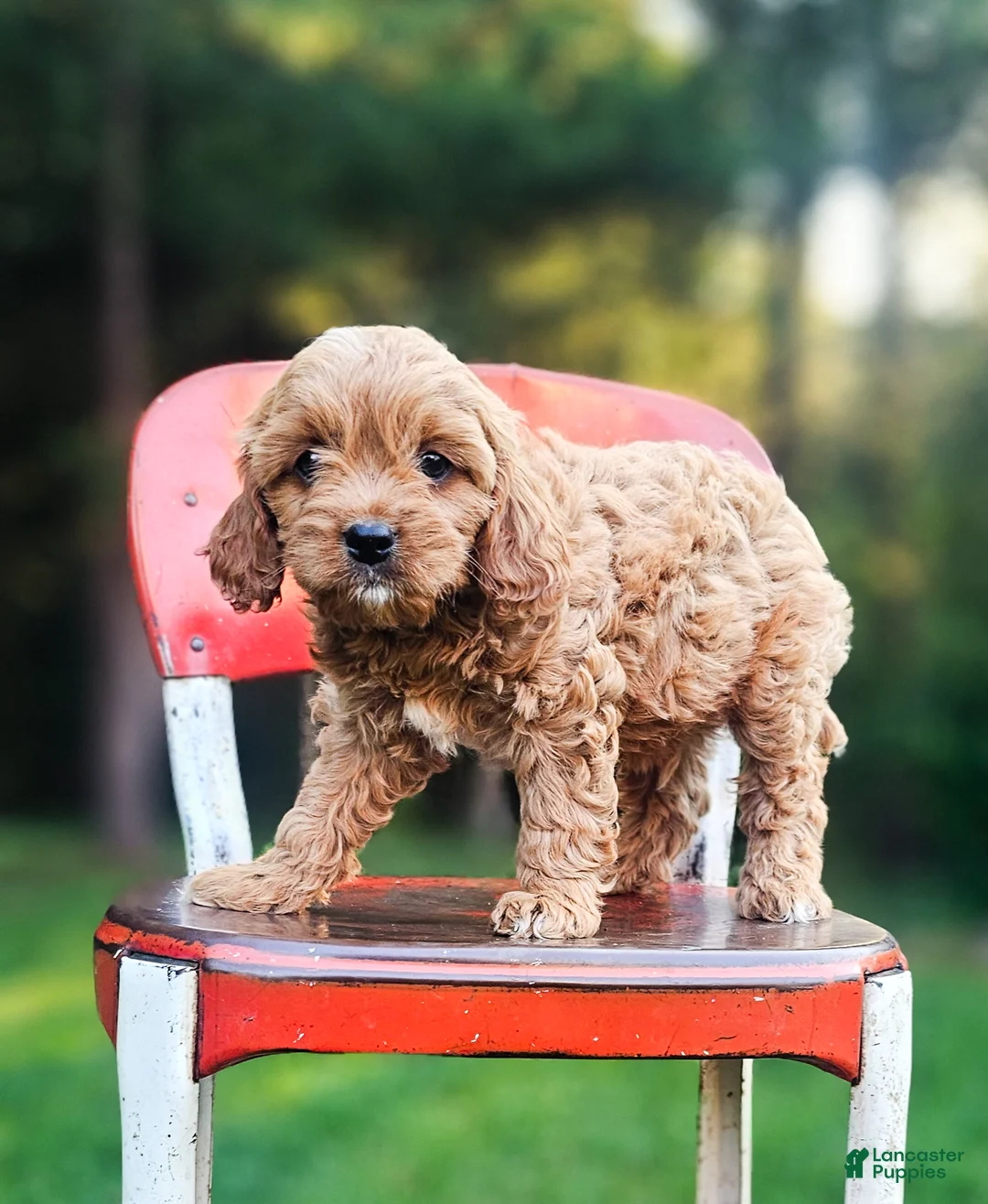 Cavapoo dogs for sale: Jack - Ad 2