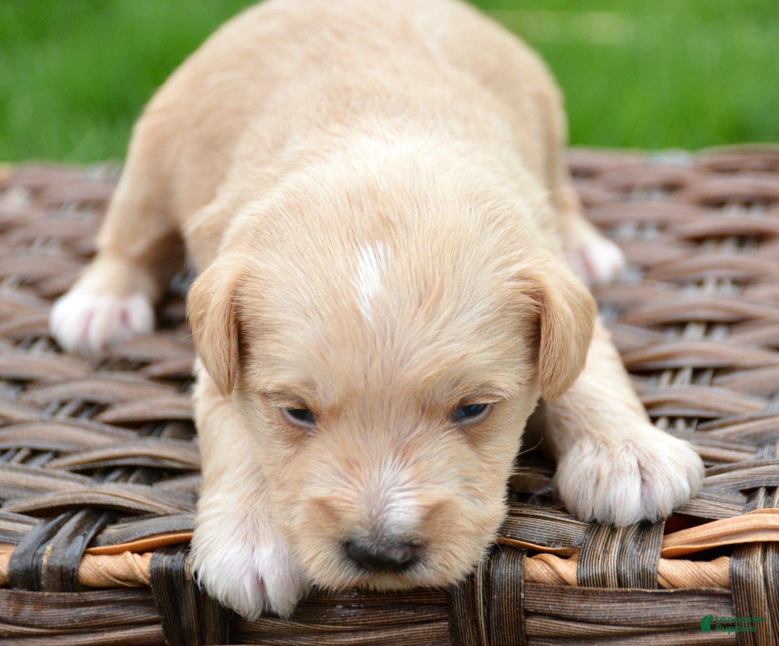 Miniature Schnauzer dogs Miniature Schnauzer Micky - Ad 37