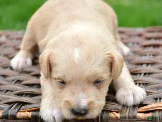 Miniature Schnauzer dogs Miniature Schnauzer Micky - Ad 21