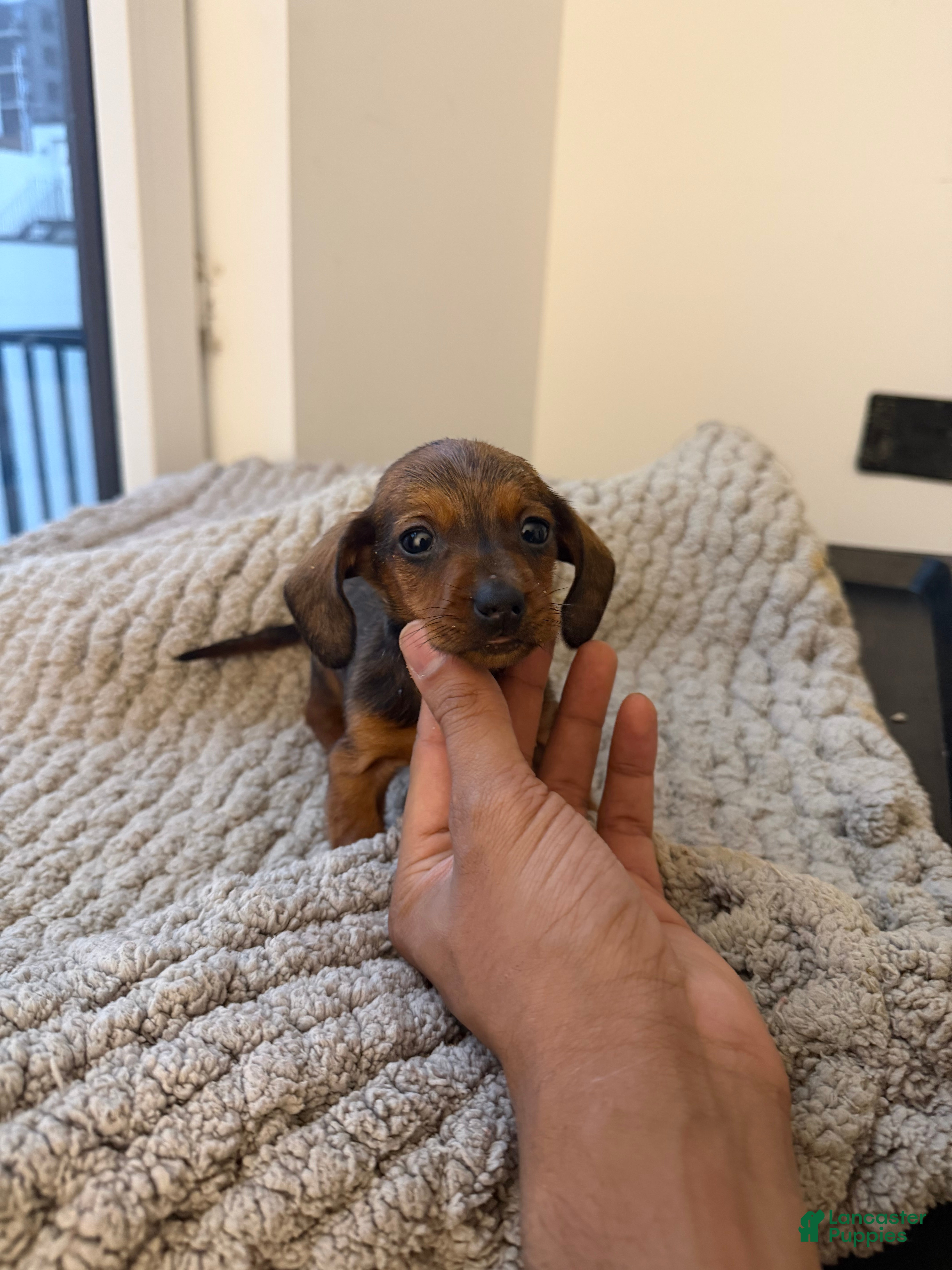 Miniature Dachshund dogs Teacup Dexter - Ad 40