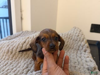 Miniature Dachshund dogs Teacup Dexter - Ad 4