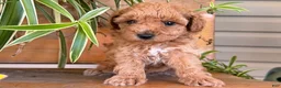 Toy Poodle dogs for sale: Max - Ad 4