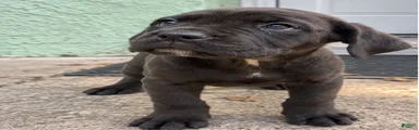 Cane Corso 2