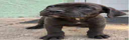 Cane Corso dogs for sale: Cane Corso 2 - Ad 1