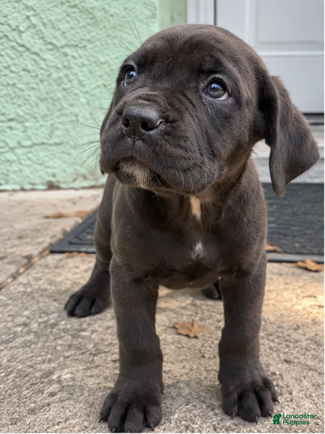 Cane Corso dogs for sale: Cane Corso 2 - Ad 1